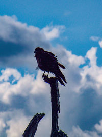 Low angle view of owl perching on tree against sky