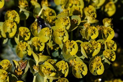 Close-up of yellow flowering plant