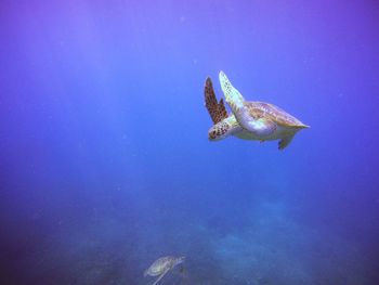 Fish swimming in sea