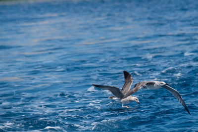 Seagulls flying over sea