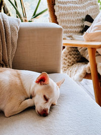 Close-up of dog sitting on sofa at home