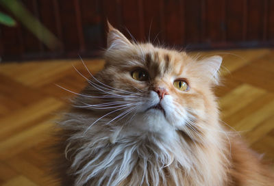 pet