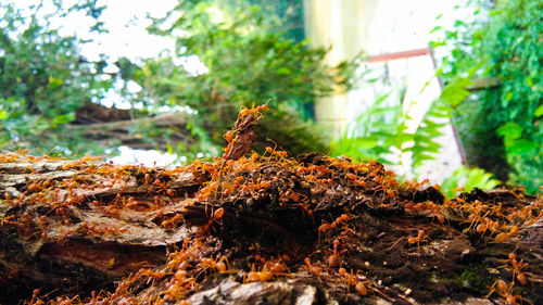 Close-up of moss on tree trunk