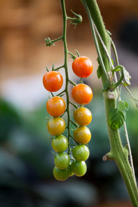 Close-up of cherry tomatoes growing on plant