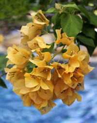 Close-up of yellow flowering plant