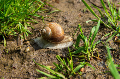 Close-up of snail on ground