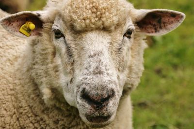 Close-up portrait of sheep