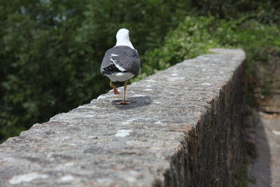 Bird perching on retaining wall