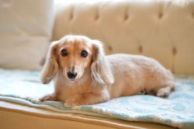 Portrait of dog relaxing on bed at home