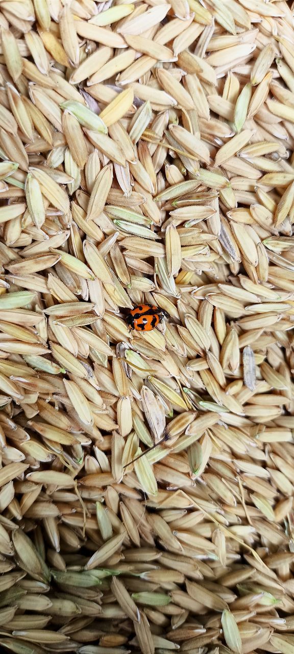 full frame, food, abundance, large group of objects, food grain, food and drink, backgrounds, no people, whole grain, rice, freshness, high angle view, cereal, crop, produce, close-up, raw food, sunflower seed, rice - food staple, cereal plant, healthy eating, flooring, still life, plant, indoors, seed, vegetarian food, wheat, cuisine, animal, wellbeing