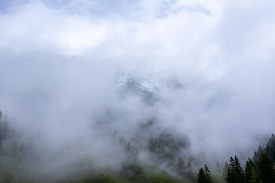 Scenic view of trees against sky