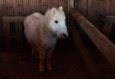 White horse in a pen