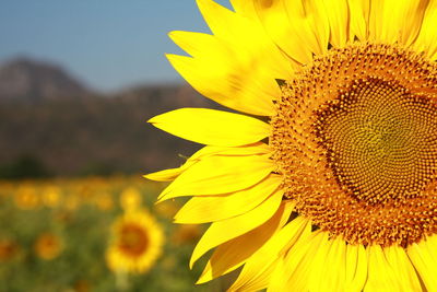 Close-up of yellow sunflower on field