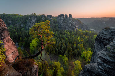 Scenic view of forest against sky during sunset