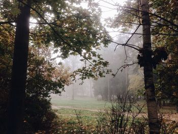 Trees in foggy weather