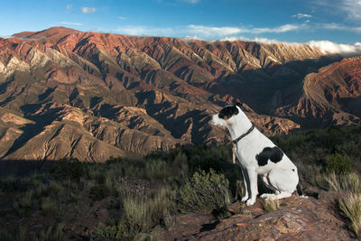 View of a dog on landscape against mountain range. touristic place, jujuy, argentina 