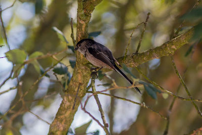 Low angle view of bird perching on branch