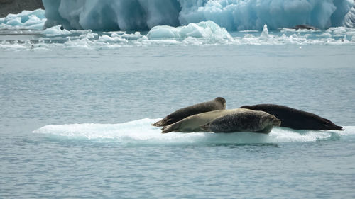 Seals in the cold water of the glacier lagoon in iceland