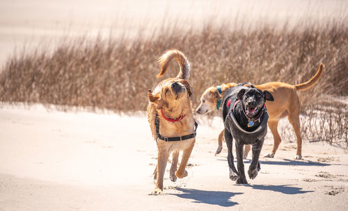 Dogs running on the beach