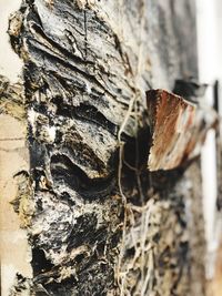 Close-up of leaf on tree trunk