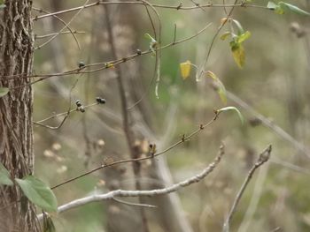 Close-up of bird perching on branch