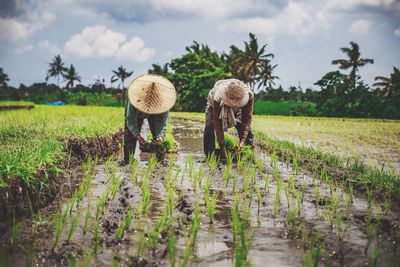 Farmers planting rice in farm field