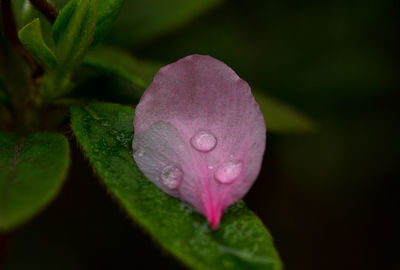 Close-up of pink flowers blooming in park