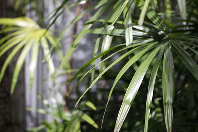 Close-up of plant growing outdoors