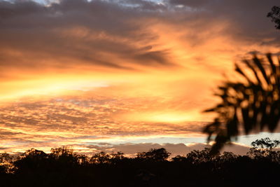 Trees against cloudy sky at sunset