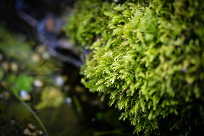 Close-up of fresh green plant