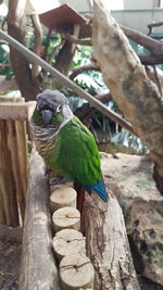 Close-up of parrot perching on wood