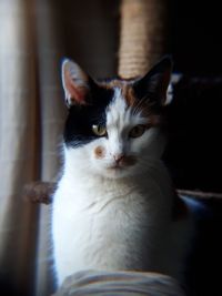 Close-up portrait of cat sitting