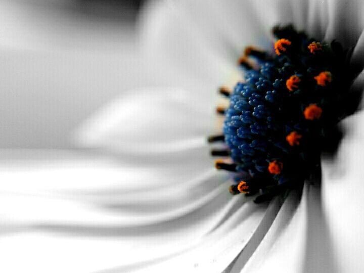 CLOSE-UP OF FLOWER HEAD IN THE INDOORS