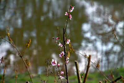 Close-up of pink flowers