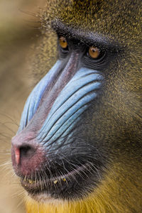 Portrait of a monkey