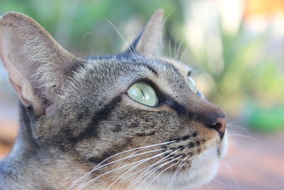 Close-up portrait of cat