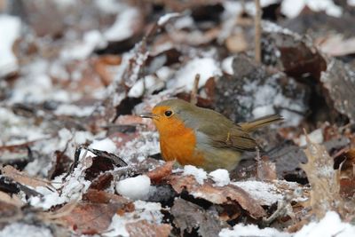 Close-up of robin perching on snow