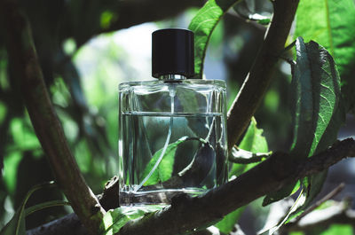 Close-up of glass bottle on tree