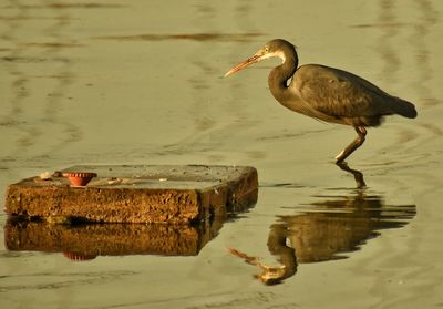 Bird perching on a lake