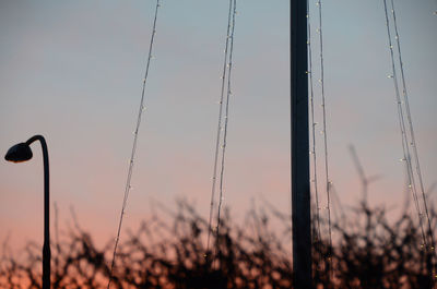 Close-up of plant against sky at sunset