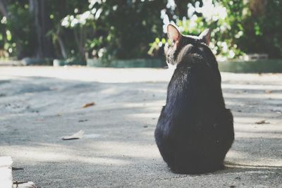 Close-up of cat