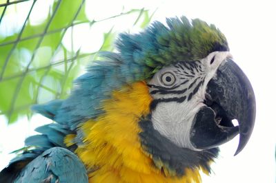 Close-up of a parrot