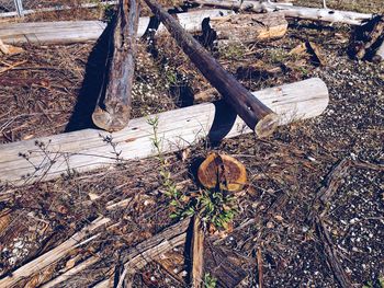 Close-up of tree stump