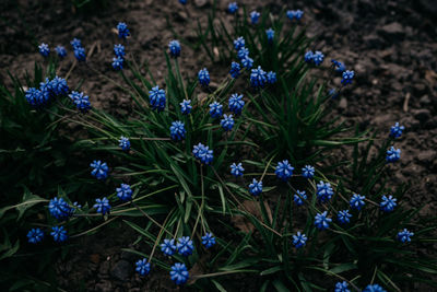 Close-up of purple flowering plants on field