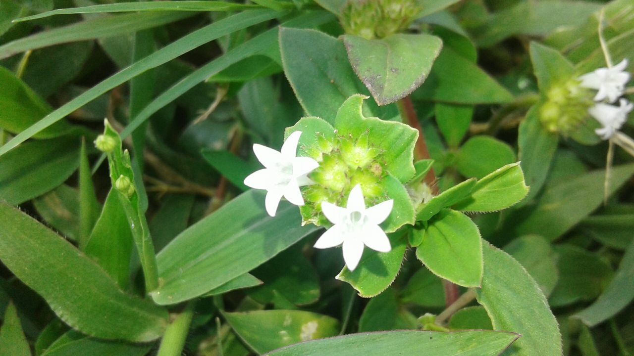 leaf, plant, green color, growth, nature, beauty in nature, flower, fragility, white color, petal, freshness, high angle view, day, outdoors, blooming, no people, flower head, close-up, periwinkle