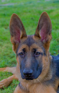 Close-up portrait of a dog