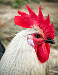 Close-up of rooster