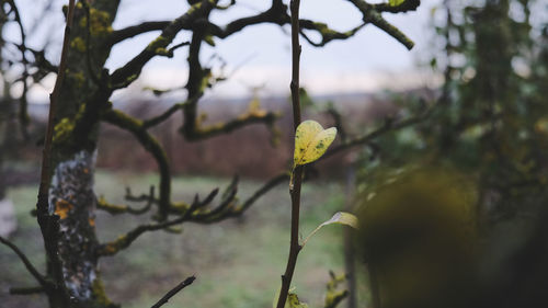 Close-up of flowering plant against trees