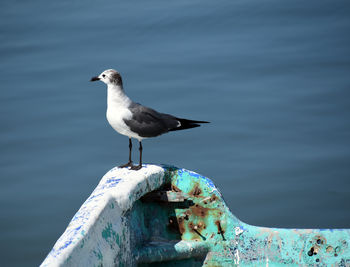 Seagull perching on a fishing boat on the  sea