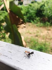 Close-up of fly on wood